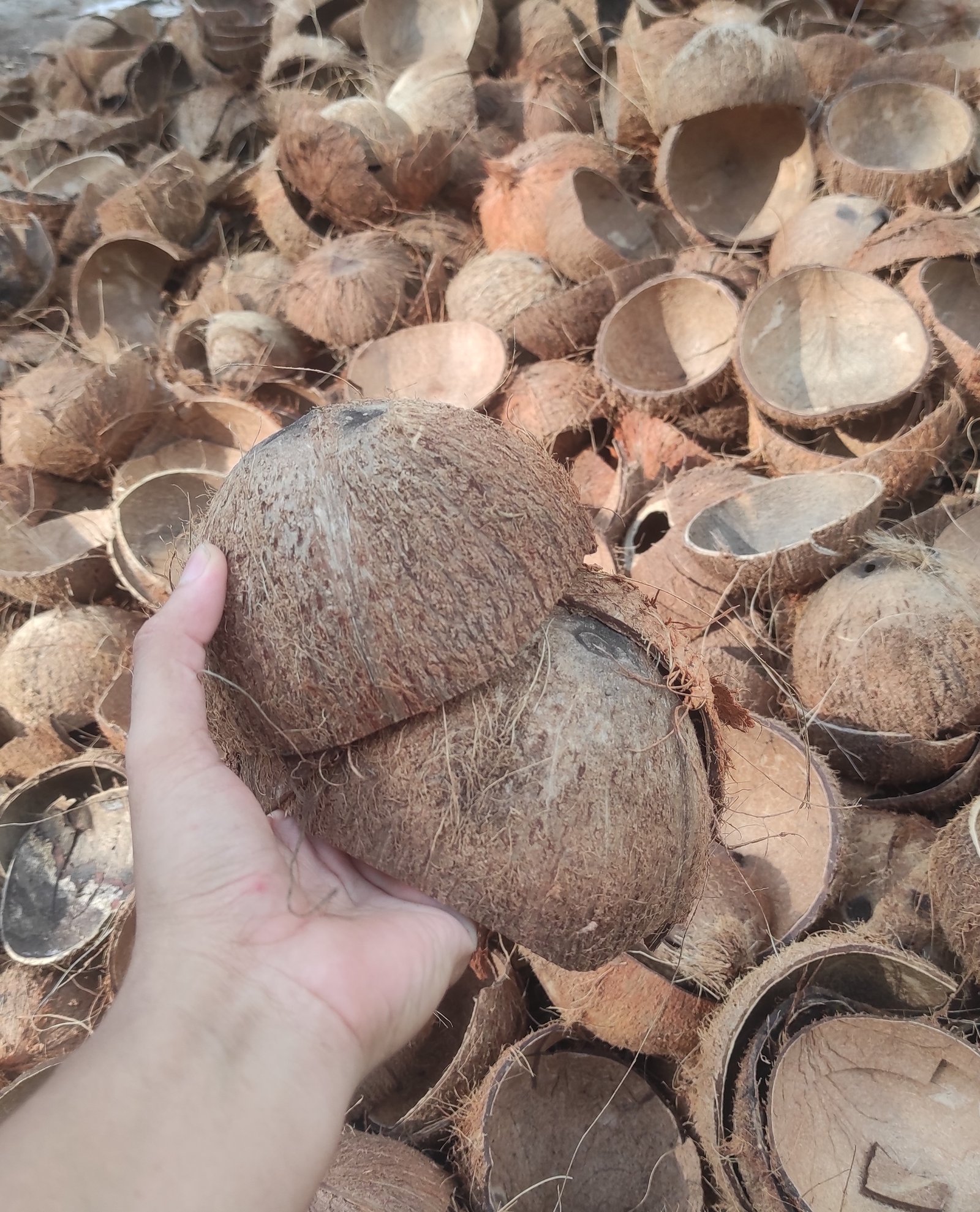 Raw Coconut Shell